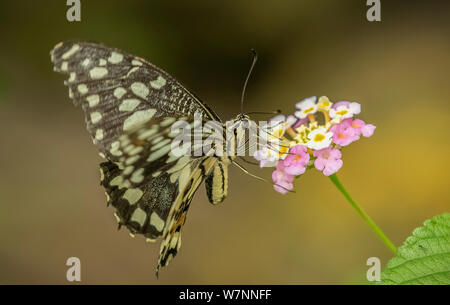 Papillon de chaux de nectar de prendre une petite fleur rose et blanc Banque D'Images