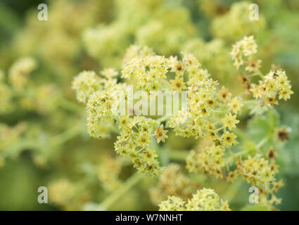 La pluie s'accumule sur les fleurs jaunes d'alchémille (Alchemilla mollis ) . L'arrière-plan. Banque D'Images