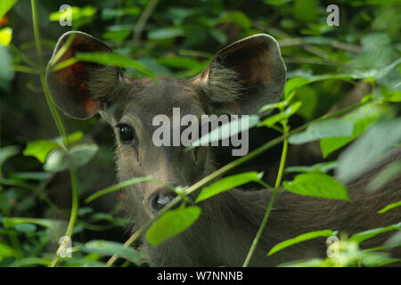 Cerfs Sambar (Rusa unicolor) regardant à travers le feuillage, Pench National Park, Madhya Pradesh, Inde, prises sur place pour les 'Tiger - espion dans la jungle' 2008 Banque D'Images