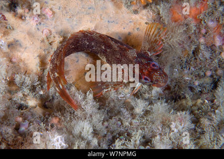 Parablennius gattorugine Tompot (blennies) Manche, au large de la côte de Sark, Channel Islands, Juillet Banque D'Images