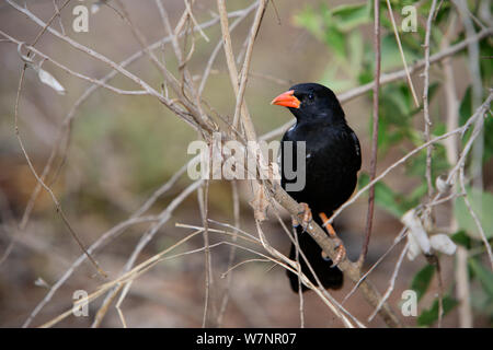 À bec rouge mâle-buffalo weaver (Bubalornis niger), Kruger National Park, Transvaal, Afrique du Sud, septembre Banque D'Images