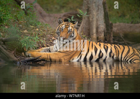 Tigre du Bengale (Panthera tigris) sous-adultes, environ 17-19 mois, refroidit par couché dans une forêt isolée piscine. En voie de disparition. Bandhavgarh National Park, Inde. Les non-ex. Banque D'Images