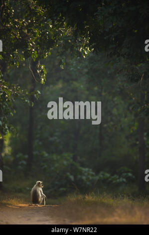 Des Plaines du Nord / Hanuman Langur gris animaux singe écureuil (adultes) assis à la lumière sur la piste en forêt. Bandhavgarh National Park, Inde. Les non-ex. Banque D'Images