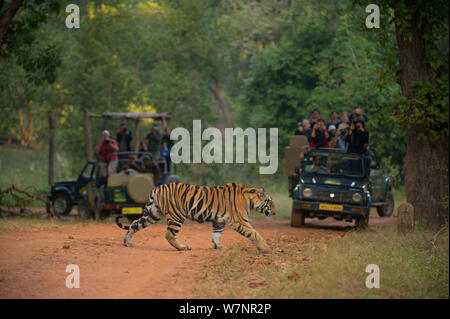 Tigre du Bengale (Panthera tigris) femelle, environ 10 à 14 mois, tandis que la route traverse d'être photographié par les touristes. En voie de disparition. Bandhavgarh National Park, Inde. Les non-ex. Banque D'Images