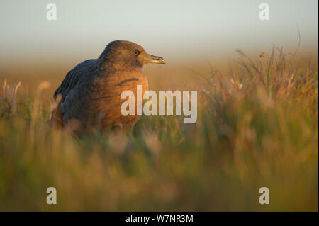 (Grand Labbe Stercorarius skua Catharacta / sub-adulte) sur les landes à l'aube. Les Îles Shetland, Écosse, Royaume-Uni, septembre. Banque D'Images