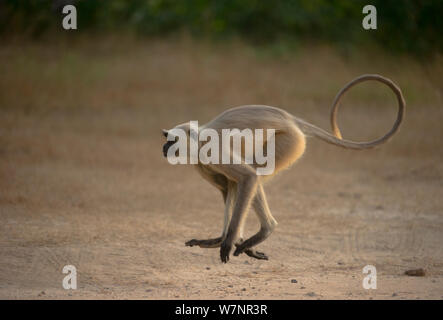 Des Plaines du Nord / Hanuman Langur gris animaux singe écureuil (adultes) dans l'ensemble de limites terrain ouvert. Bandhavgarh National Park, Inde. Banque D'Images