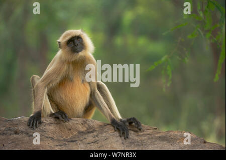 Des Plaines du Nord / Hanuman Langur Gris (animaux singe écureuil) femelle adulte assis. Bandhavgarh National Park, Inde. Banque D'Images