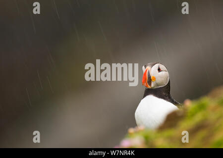 Macareux moine (Fratercula arctica) portrait de la pluviométrie. Les Îles Shetland, Écosse, Royaume-Uni, juin. Banque D'Images