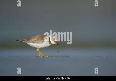 Ringed Plover (Charadrius hiaticula) tirant ver d'adultes. Les Îles Shetland, Écosse, Royaume-Uni, septembre. Banque D'Images