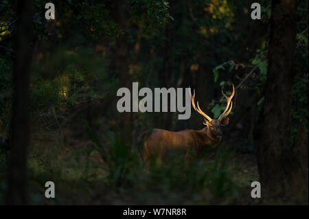 Sambar Deer (Cervus/ Rusa unicolor) mâle adulte bois vu à travers la forêt. Bandhavgarh National Park, Inde. Banque D'Images