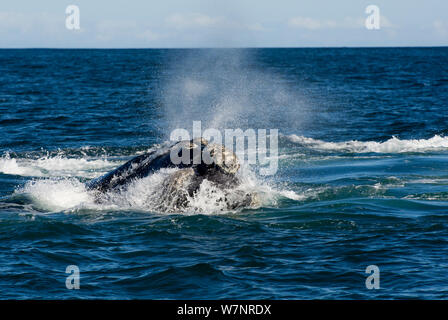 Baleine franche australe (Eubalaena australis) atteindre la surface et sur l'expiration, Hermanus, Afrique du Sud, juillet Banque D'Images