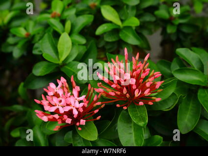 Libre de beaux bourgeons rose ixora prêt à éclore au jardin, selective focus Banque D'Images