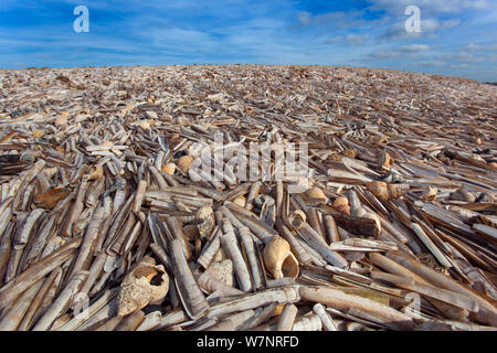 Masse de couteaux (Ensis siliqua) échoués sur la plage. Thornham Creek, Titchwell, Norfolk, en octobre 2012. Banque D'Images