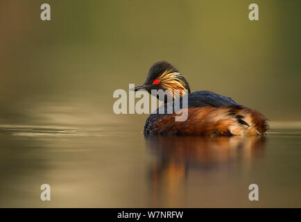 Grèbe à cou noir (Podiceps nigricollis) plumage en été sur l'eau. Pays Bas, Hollande, avril. Banque D'Images