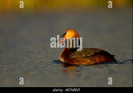 Quantite Grebe (Podiceps auritus) en plumage nuptial sur l'eau. L'Islande, juin. Banque D'Images