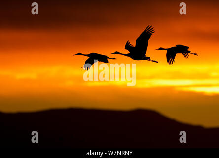 La grue du Canada (Grus canadensis) en vol qui se profile à l'aube de la lumière. Bosque del Apache, New Mexico, USA, novembre. Banque D'Images