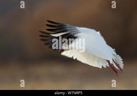 Oie des neiges (Chen caerulescens), arrivant sur la terre. Bosque del Apache, New Mexico, USA, novembre. Banque D'Images