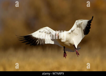 Oie des neiges (Chen caerulescens) arrivant sur la terre. Bosque del Apache, New Mexico, USA, novembre. Banque D'Images