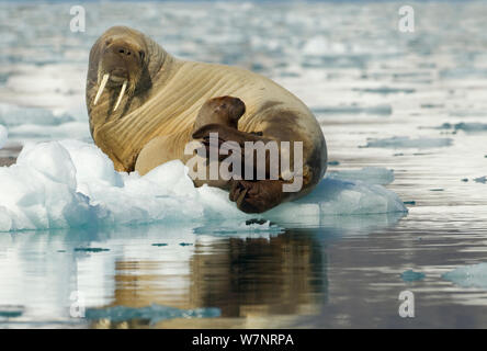 Le morse (Odobenus rosmarus) et jeune veau se reposant sur la glace. Svalbard, Norvège, juillet. Banque D'Images