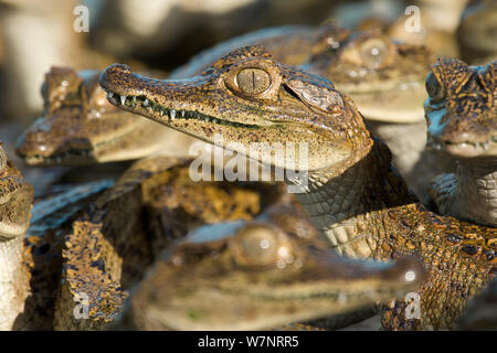 Le Caïman à lunettes (Caiman crocodilus) à un caïman ferme, le Venezuela. Banque D'Images