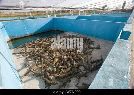 Le Caïman à lunettes (Caiman crocodilus) à un caïman ferme, le Venezuela. Banque D'Images