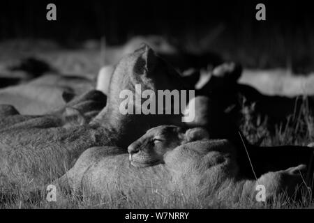 Marsh Pride lions (Panthera leo) dormir la nuit, Masai Mara, Kenya, prise avec caméra à infrarouge, Septembre Banque D'Images