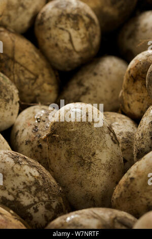 Vaste caiman Caiman latirostris snouted (de egg in nest, Sante Fe, l'Argentine, Février Banque D'Images