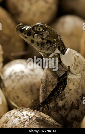 Vaste caiman Caiman latirostris snouted (de egg in nest, Sante Fe, l'Argentine, Février Banque D'Images