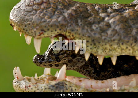 Vaste caiman Caiman latirostris snouted (bébé) dans la bouche des mères en cours du nid, Sante Fe, l'Argentine, Février Banque D'Images