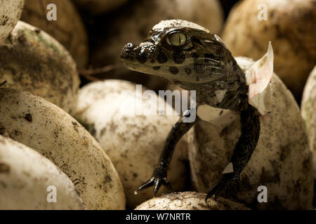 Vaste caiman Caiman latirostris snouted (de egg in nest, Sante Fe, l'Argentine, Février Banque D'Images