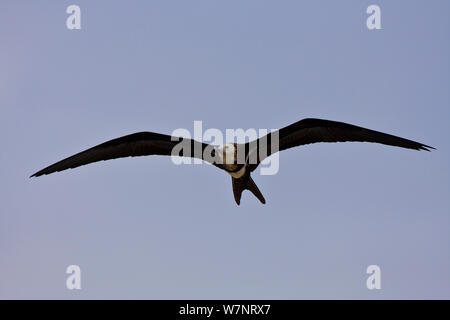 Frégate ariel (Fregata ariel) juvenile en vol, Raine Island, Grande Barrière de Corail, en Australie. Banque D'Images