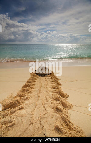 Tortue verte (Chelonia mydas) de retourner à la mer après la ponte, Raine Island, Australie. Raine Island est le plus grand et le plus important de nidification des tortues de mer verte dans le monde, avec plus de 14 000 tortues sur la petite barrière de sable cay en une saison. Banque D'Images