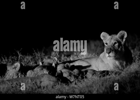 Marsh pride lionne suckling cubs (Panthera leo) la nuit, Masai Mara, Kenya. Prises avec caméra à infrarouge, Septembre Banque D'Images