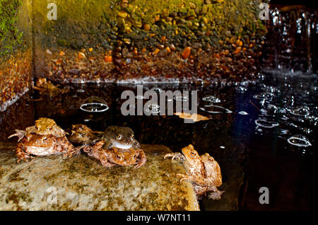 Trois paires de politique européenne de crapauds (Bufo bufo) et une paire de grenouilles (Rana temporaria) se reposer pendant leur migration de printemps, Belgique, mars. Banque D'Images