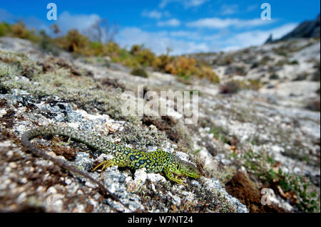 Ocellated lizard (timon lepidus / Lacerta lepida), Parc National de Peneda-Geres (Parque Nacional da Peneda-Geres), au Portugal. Banque D'Images