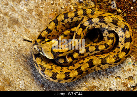 Serpent Échelle juvénile (Rhinechis scalaris) enroulé et langue d'effleurement, Espagne, Avril. Banque D'Images