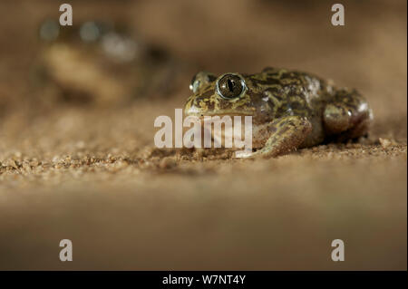 Crapaud de l'Ouest (Pelobates cultripes), Espagne, Avril. Banque D'Images