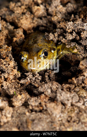 Crapaud commun (Pelobates fuscus) creuser lui-même dans le sol, Belgique, mai. Banque D'Images