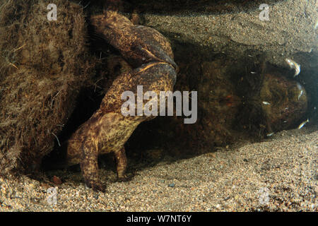 Salamandre géante du Japon (Andrias japonicus) à venir jusqu'à respirer, Hino Rivière, Tottori, Japon, août. Banque D'Images