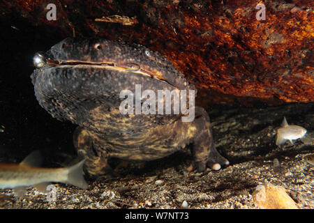 Salamandre géante du Japon (Andrias japonicus), respiration, Hino, Tottori au Japon, en août. Banque D'Images