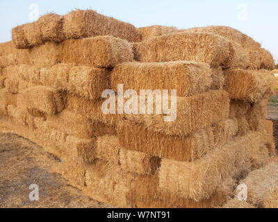 Des piles de la paille sèche. Les meules de paille empilées. Des piles de foin doré dans un domaine de campagne. Banque D'Images