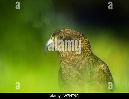 Kea (Nestor notabilis) portrait, Arthur's Pass, en Nouvelle-Zélande. Les espèces vulnérables. Novembre. Banque D'Images