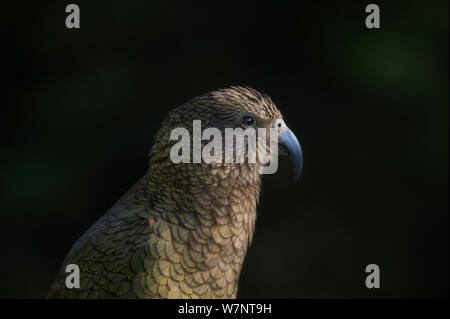 Kea (Nestor notabilis) portrait, grand perroquet endémique, Arthur's Pass, en Nouvelle-Zélande. Les espèces vulnérables. Novembre. Banque D'Images