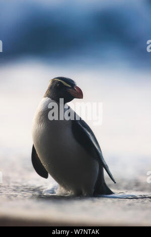 Fiordland crested penguin (Eudyptes pachyrhynchus) portrait. Westland, Nouvelle-Zélande, espèces vulnérables. Novembre. Banque D'Images