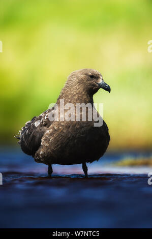 Labbe parasite (Stercorarius antarcticus marron) îles Auckland. La Nouvelle-Zélande. Novembre. Banque D'Images