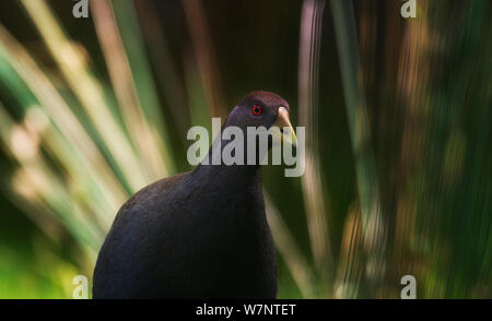 Nativehen (Gallinula mortierii de Tasmanie), oiseau endémique de la Tasmanie. Bruny Island, Tasmanie. Banque D'Images