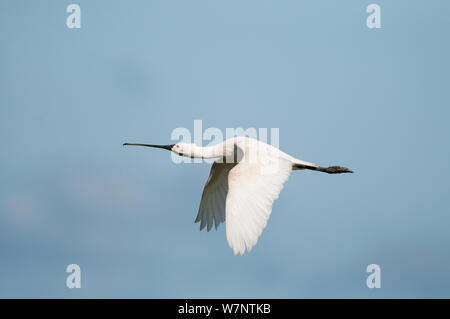 La Spatule blanche (Platalea leucorodia) seul oiseau en vol sur fond de ciel bleu, une partie de la colonie de reproduction, Holkham Norfolk, Angleterre, septembre Banque D'Images