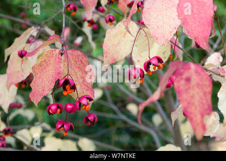 La fusée (Euonymus oxyphyllus) montrant le cas des semences Les semences, l'éjection d'octobre au Royaume-Uni Banque D'Images