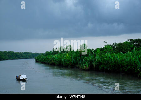 Bateau dans le parc national des Sundarbans, le plus grand marais de mangroves dans le monde. Le Bangladesh, l'UNESCO World Heritage Site. Juin 2012. Banque D'Images