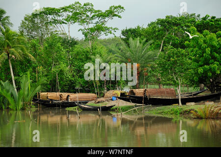 Bateaux au bord de la rivière, le parc national des Sundarbans, le plus grand marais de mangroves dans le monde. Le Bangladesh. UNESCO World Heritage Site. Juin 2012. Banque D'Images